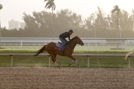 Accelerate - Horse Profile - BloodHorse