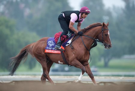 Starspangledbanner trains ahead of the 2012 Breeders' Cup at Santa Anita Park
