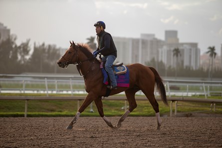 Accelerate - Horse Profile - BloodHorse