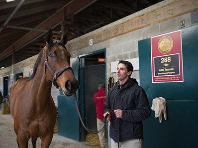 Abel Tasman - Horse Profile - Bloodhorse