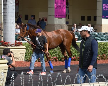 Accelerate - Horse Profile - BloodHorse