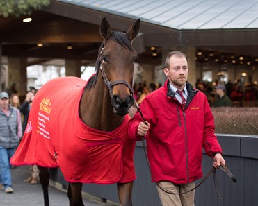 Abel Tasman - Horse Profile - BloodHorse