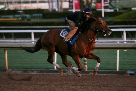 Accelerate - Horse Profile - BloodHorse