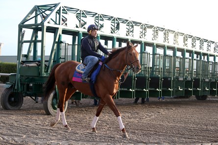 Accelerate - Horse Profile - BloodHorse