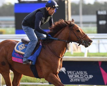 Accelerate - Horse Profile - BloodHorse