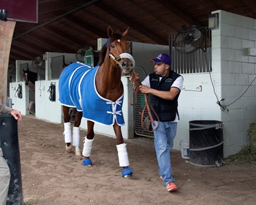 Accelerate - Horse Profile - BloodHorse