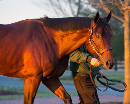 City of Light at Lane's End Farm