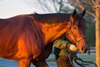 City  of Light arrive at Lane&#39;s End Farm near Versailles, Ky., on Jan. 28, 2019.
