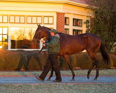 City of Light - Horse Profile - BloodHorse