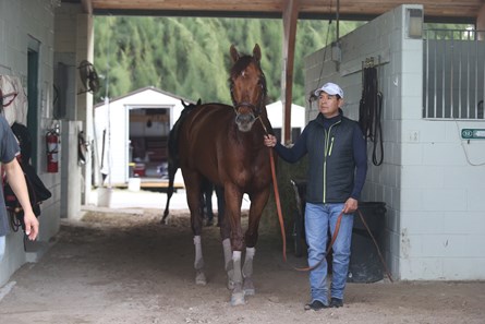 Accelerate - Horse Profile - BloodHorse