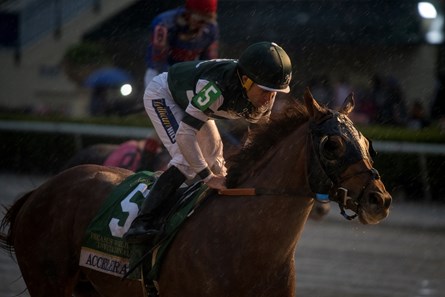 Accelerate - Horse Profile - BloodHorse