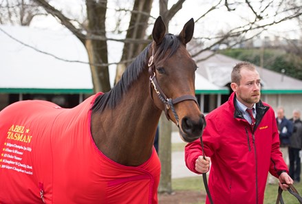 Abel Tasman - Horse Profile - BloodHorse