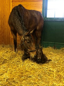 Beholder - Horse Profile - BloodHorse