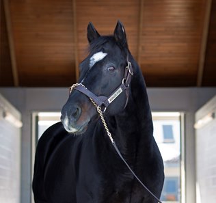 Medaglia d'Oro at Darley America