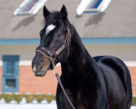 Medaglia d'Oro at Darley