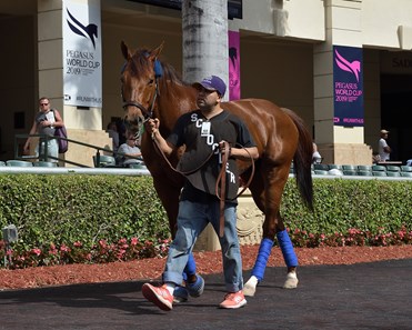 Accelerate - Horse Profile - BloodHorse