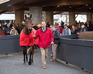 Abel Tasman - Horse Profile - Bloodhorse