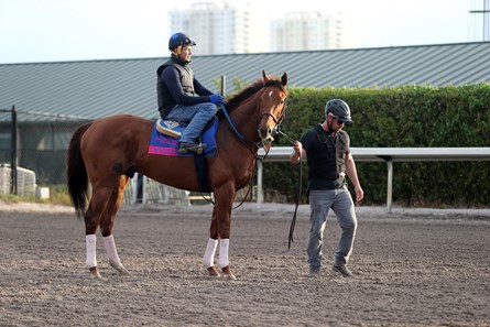 Accelerate - Horse Profile - BloodHorse