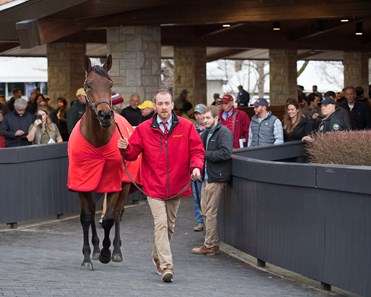 Abel Tasman - Horse Profile - BloodHorse