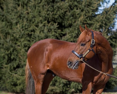 The Player in 2019 at Crestwood Farm