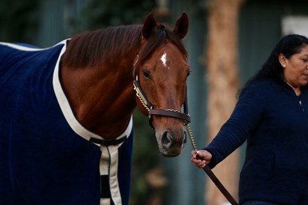 Accelerate - Horse Profile - BloodHorse