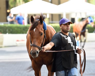 Accelerate - Horse Profile - BloodHorse