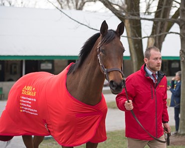 Abel Tasman - Horse Profile - BloodHorse