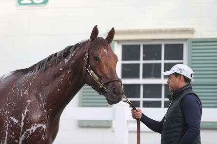 Accelerate - Horse Profile - BloodHorse