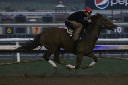 Accelerate - Horse Profile - BloodHorse
