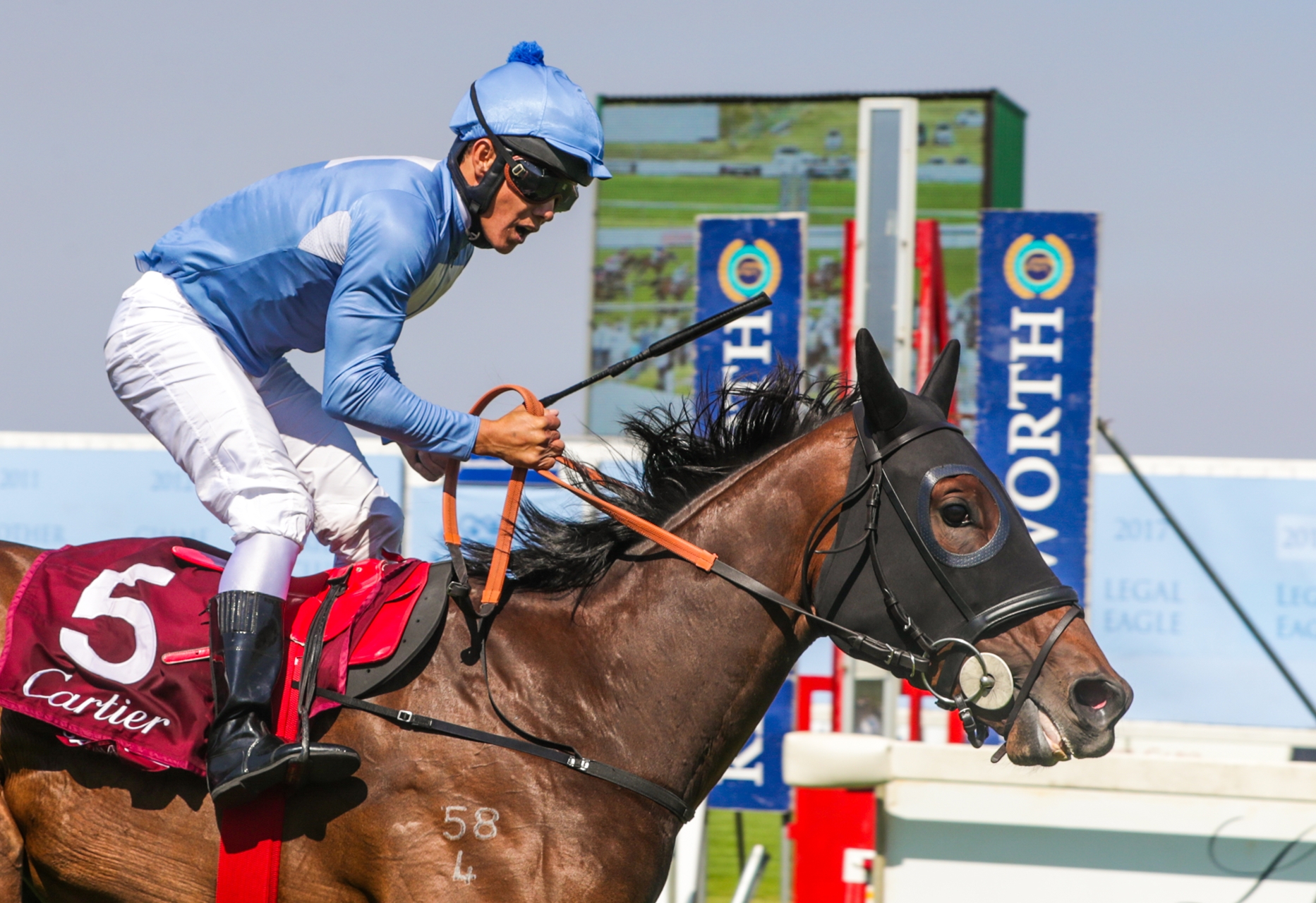 Oh Susanna Soars Legal Eagle falters in South Africa BloodHorse