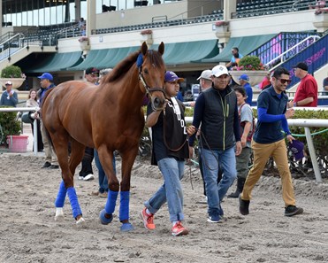 Accelerate - Horse Profile - BloodHorse