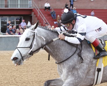 Awe Emma Horse Profile Bloodhorse