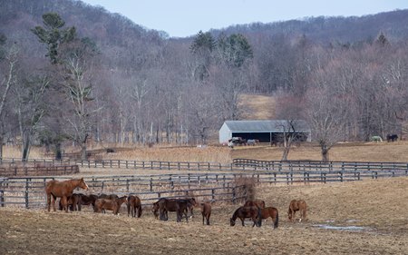 Horses at Akindale Thoroughbred Aftercare