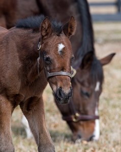 Songbird - Horse Profile - BloodHorse