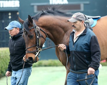 She's a Julie - Horse Profile - BloodHorse