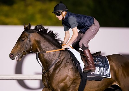 Sands of Mali, on the track in 2019