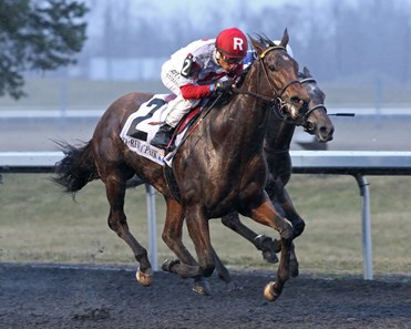 Naughty Joker - Horse Profile - BloodHorse