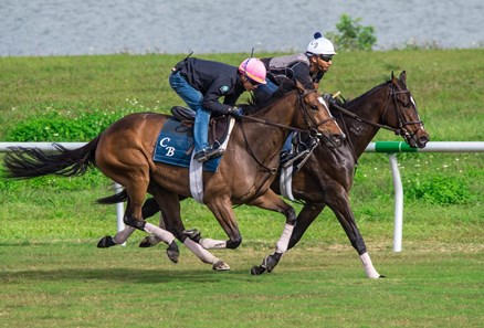 Sistercharlie (IRE) - Horse Profile - BloodHorse