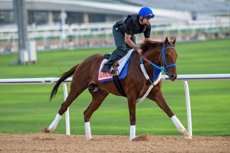 Gunnevera trains ahead of the 2019 Dubai World Cup at Meydan