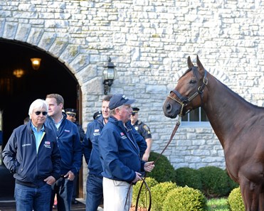 American Pharoah - Horse Profile - BloodHorse