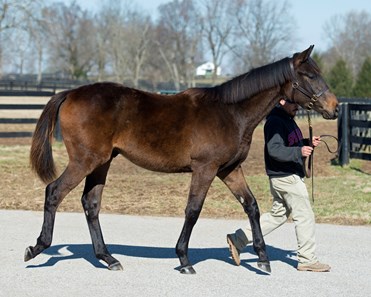 Uncle Mo - Horse Profile - BloodHorse