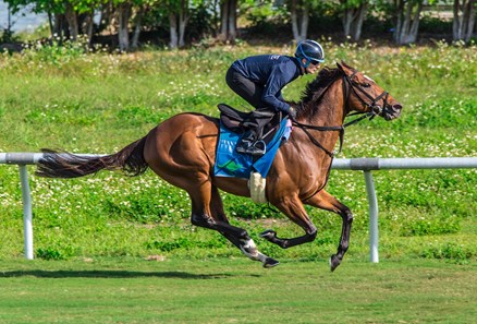 Heart To Heart Horse Profile Bloodhorse