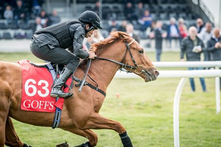 The Goffs UK Breeze Up Sale will feature some interesting 2-year-old prospects