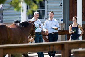 Buyers inspect a yearling at the Inglis Australian Easter Yearling Sale
