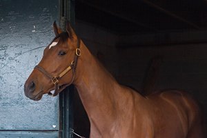 Consigned by Hartley/DeRenzo Thoroughbreds Hip 130 is a full sister to grade 2 winner Bourbon War