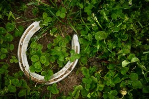 It Takes Only One Bloodhorse