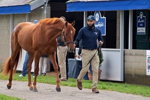 A 2-year-old Candy Ride colt named Pistoleiro walks in front of the Brookdale consignment at Keeneland