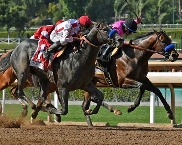 Roadster - Horse Profile - BloodHorse