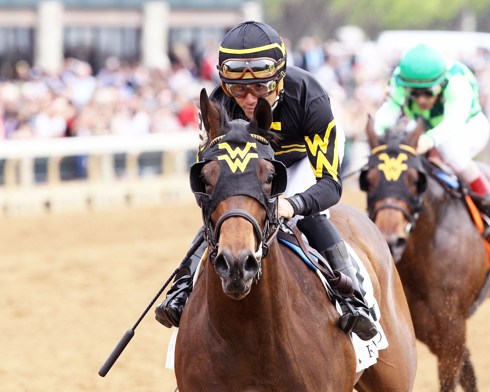 Carpe Diem - Horse Profile - BloodHorse