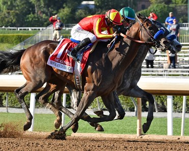 Gift Box - Horse Profile - BloodHorse